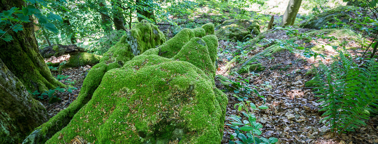 Gesteinslandschaften im Oberpfälzer Wald von Moos bewachsen