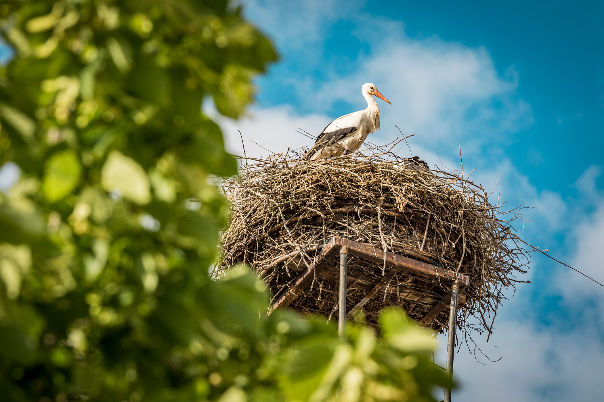 Ein Storch steht in seinem Nest in Nittenau, Foto: Thomas Kujat